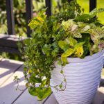 outdoor planter