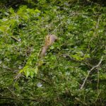 squirrel eating upside down