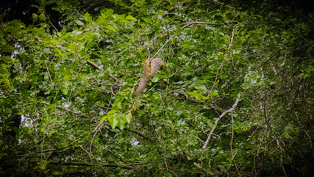 upside down squirrel