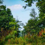front door wooded view