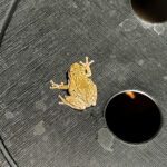 frog visitor