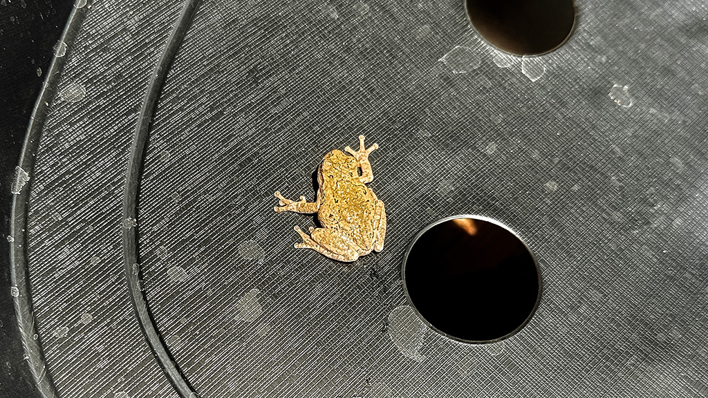 frog visitor