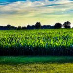 Indiana cornfield in July
