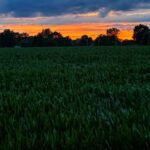 sunset over corn field