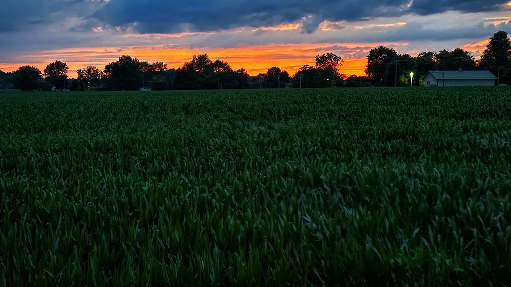 sunset over corn crop